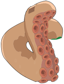 Tentacule Secondaire